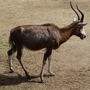 Blesbok (Damaliscus pygargus phillipsi)
