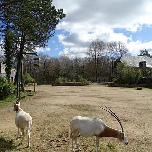 African savannah exhibit