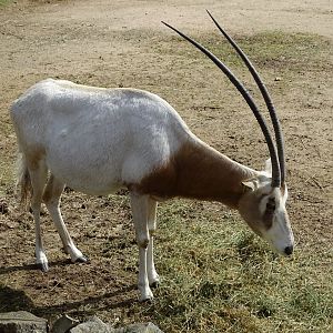 Scimitar oryx (Oryx dammah)