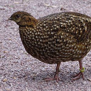 Temminck's tragopan (Tragopan temminckii)