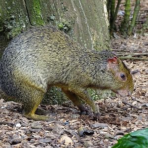 Azara's agouti (Dasyprocta azarae)