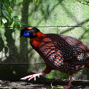 Temminck's tragopan (Tragopan temminckii)