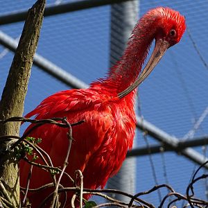 Scarlet ibis (Eudocimus ruber)