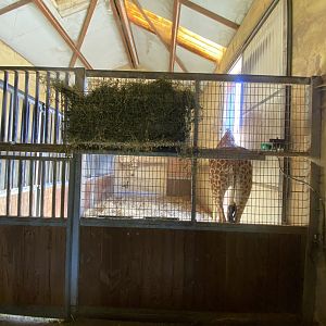 Kordofan giraffe (Giraffa antiquorum) indoor