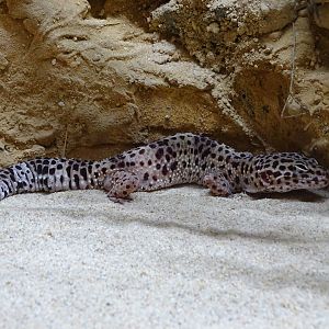 Leopard gecko (Eublepharis macularius)