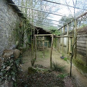 Eurasian eagle-owl (Bubo bubo) exhibit