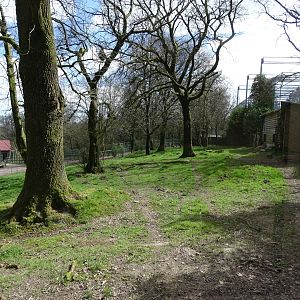 Cheetah (Acinonyx jubatus) exhibit