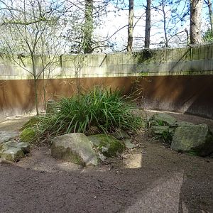 Dwarf mongoose (Helogale parvula) exhibit
