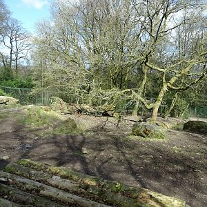 Siberian tiger (Panthera tigris altaica) exhibit