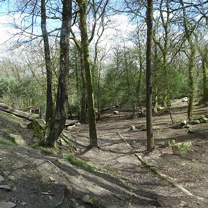 Wolves (Canis lupus) exhibit
