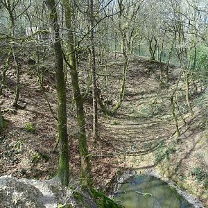 White tiger (Panthera tigris) exhibit