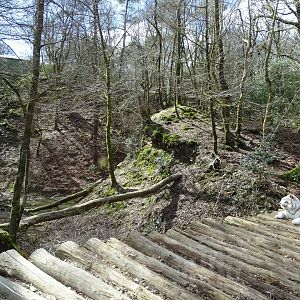 White tiger (Panthera tigris) exhibit
