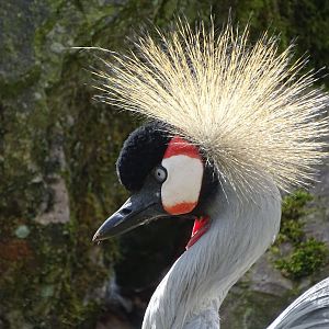 Grey crowned crane (Balearica regulorum)