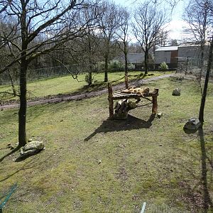 Angolan lions (Panthera leo bleyenberghi) exhibit