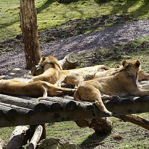 Angolan lions (Panthera leo bleyenberghi)