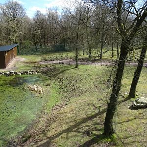 Angolan lions (Panthera leo bleyenberghi) exhibit