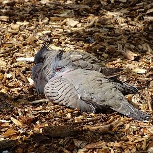 Crested pigeon (Ocyphaps lophotes)