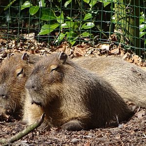 Capybara (Hydrochoerus hydrochaeris)