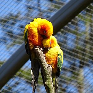 Sun conure (Aratinga solstitialis)