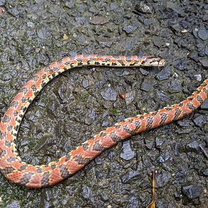 Burrowing Rat Snake (Euprepiophis conspicillata)