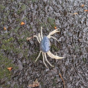 Land crab (Geothelphusa dehaani - blue form)