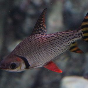 Silver prochilodus (Semaprochilodus taeniurus) - BXSea