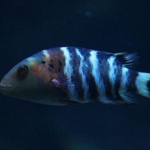 Red-breasted wrasse (Cheilinus fasciatus) - BXSea