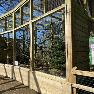 Coppery Titi Monkey outside area, Dudley, UK