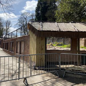 New Painted / African Hunting Dog enclosure under construction - viewing windows, Dudley, UK