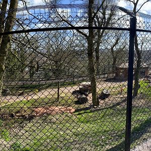 New Painted / African Hunting Dog enclosure under construction, right side (pano), Dudley, UK