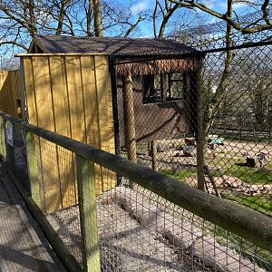 New Painted / African Hunting Dog enclosure under construction, viewing window, Dudley, UK