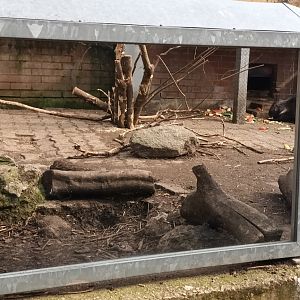 Indian crested Porcupine Enclosure