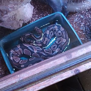 Ball Python
