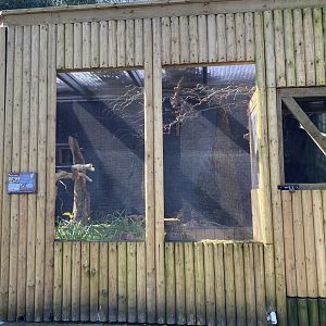 Green Aracari Aviary, Dudley, UK