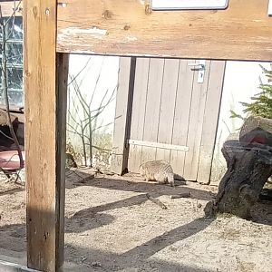 Banded Mongoose Enclosure