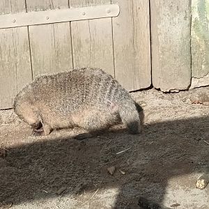 Banded Mongoose