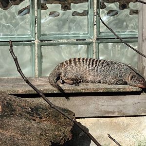 Banded Mongoose