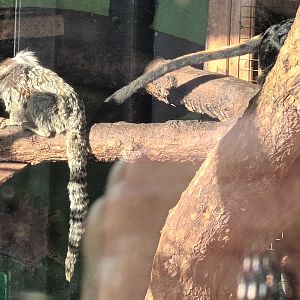 Common Marmosett and Golden headed Lion Tamarin