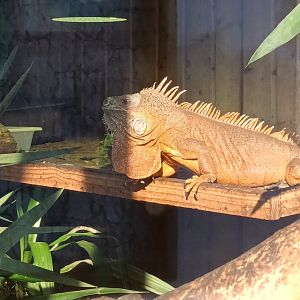 Green Iguana