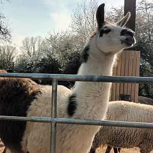 Liamas and Domestic Sheeps