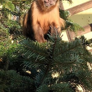 Tufted Capuchin