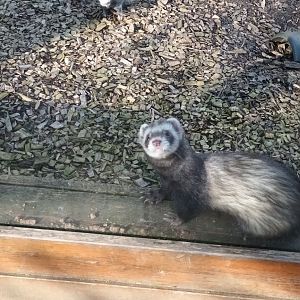Ferret