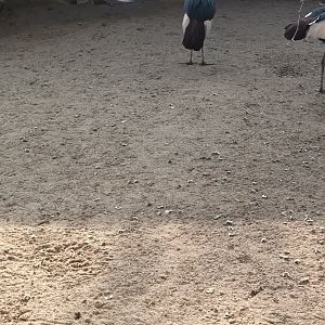 African grey crowned Cranes and Bar headed Goose