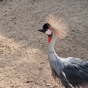 African grey crowned Crane