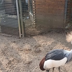 African grey crowned Cranes