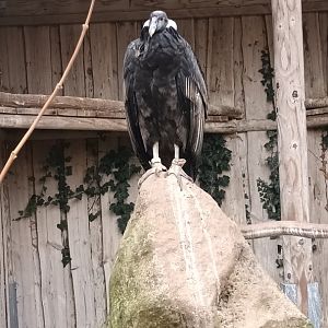 female Andean Condor