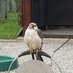 Lanner Falcon