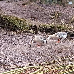 Chinese Geese and Reeves Muntjac