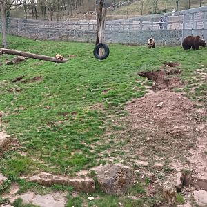 European Brown Bear Enclosure