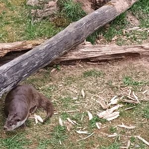 Eurasian river Otter